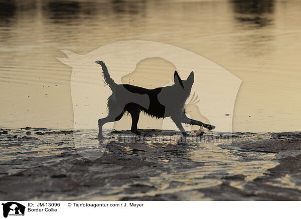 Border Collie / JM-13096