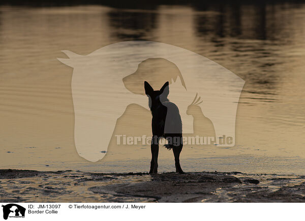 Border Collie / JM-13097