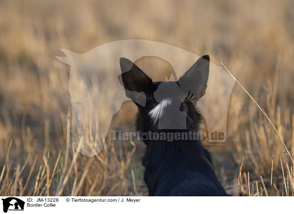 Border Collie / JM-13228