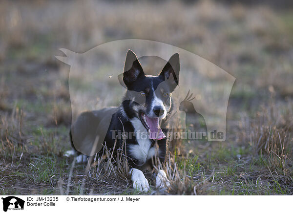 Border Collie / JM-13235