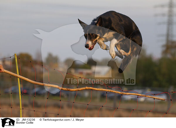 Border Collie / JM-13236