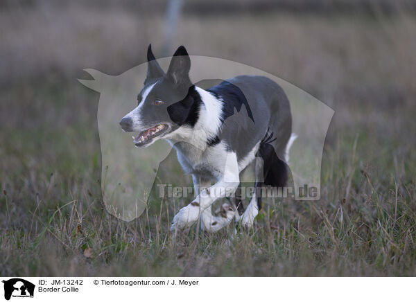 Border Collie / JM-13242