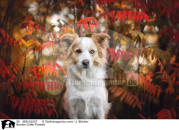 Border Collie Portrait / JEB-02227