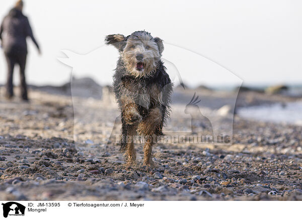 Mischling / Mongrel / JM-13595