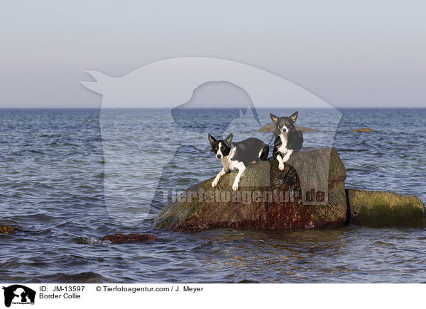 Border Collie / JM-13597