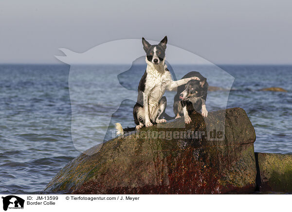 Border Collie / JM-13599