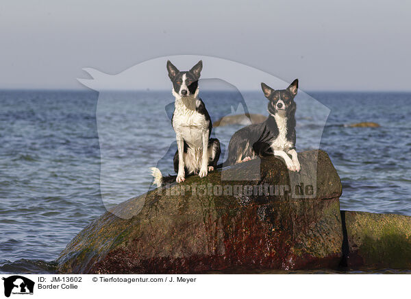 Border Collie / JM-13602