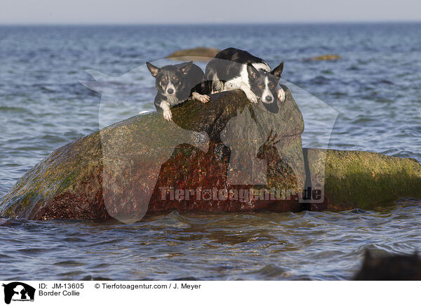 Border Collie / JM-13605