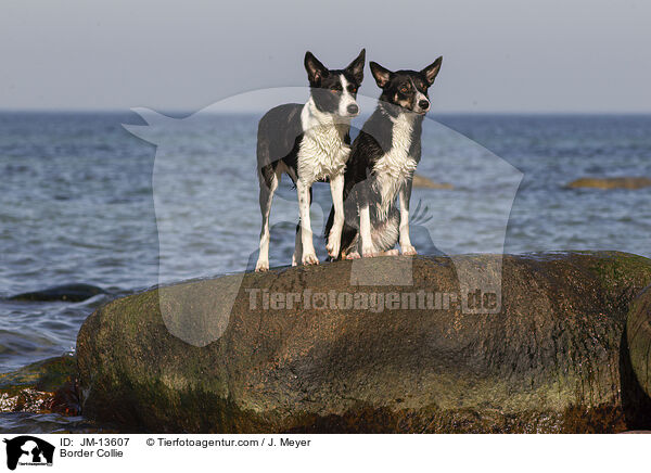 Border Collie / JM-13607