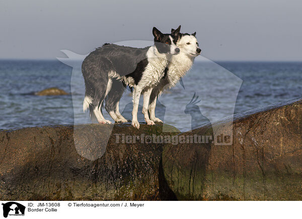 Border Collie / JM-13608