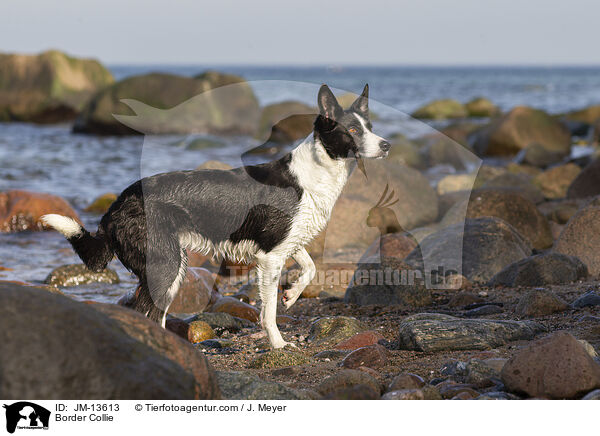 Border Collie / JM-13613