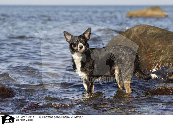 Border Collie / JM-13615