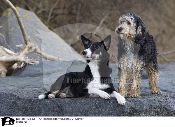 Mongrel / JM-13632