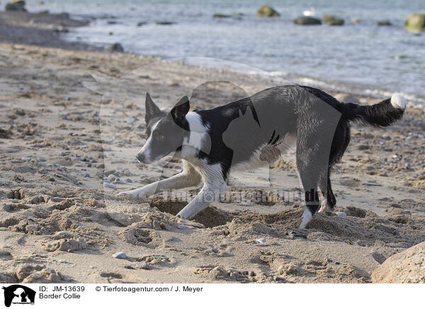 Border Collie / JM-13639