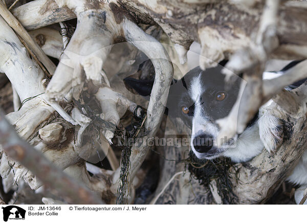 Border Collie / JM-13646