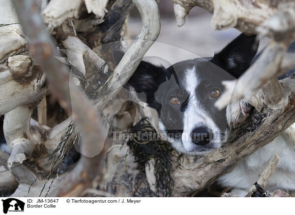 Border Collie / JM-13647