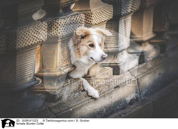 female Border Collie / SGR-01323