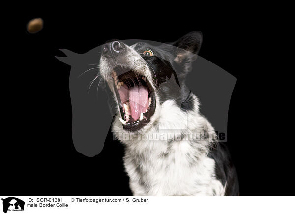 male Border Collie / SGR-01381