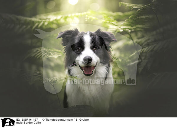 Border Collie Rde / male Border Collie / SGR-01457