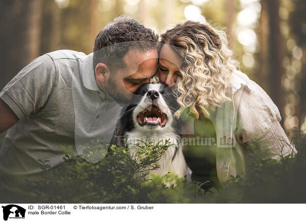 Border Collie Rde / male Border Collie / SGR-01461