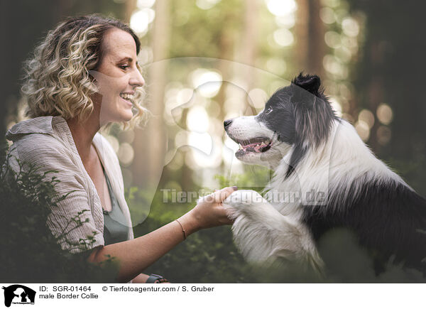 Border Collie Rde / male Border Collie / SGR-01464