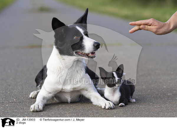 2 dogs / JM-13903