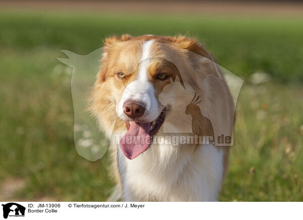 Border Collie / JM-13906