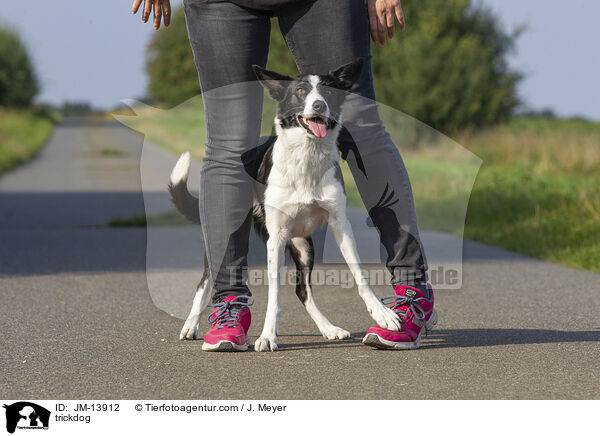 trickdog / JM-13912