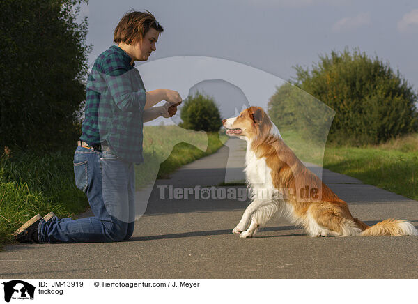 trickdog / JM-13919