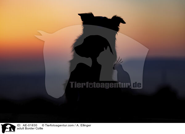 ausgewachsener Border Collie / adult Border Collie / AE-01830