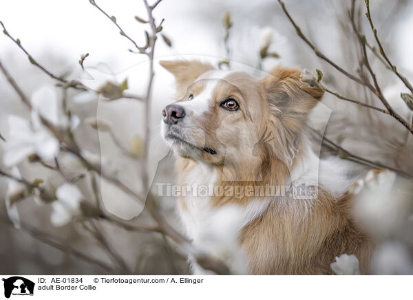 adult Border Collie / AE-01834