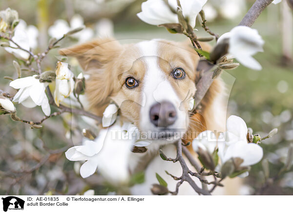 adult Border Collie / AE-01835