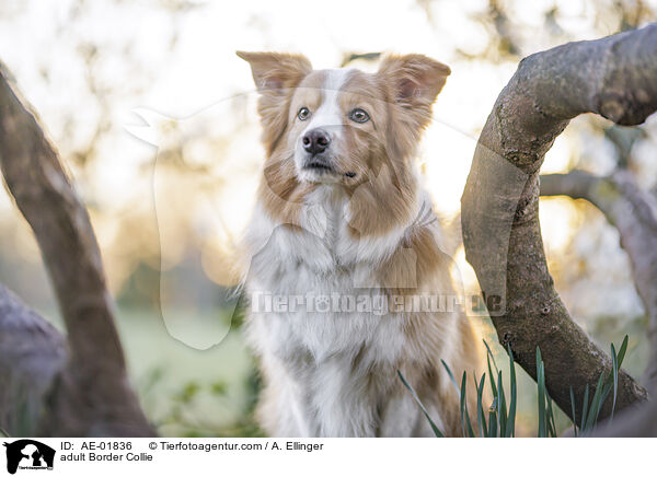 adult Border Collie / AE-01836