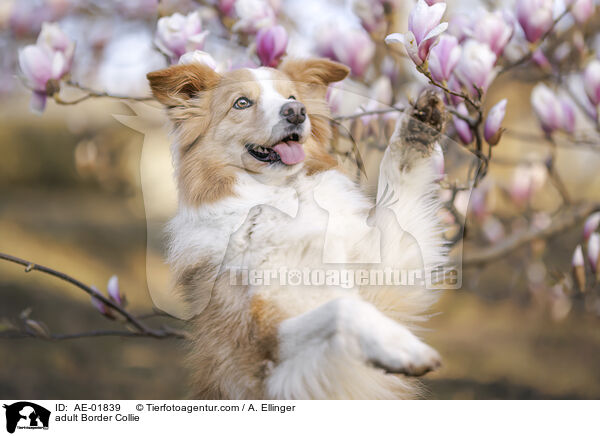 ausgewachsener Border Collie / adult Border Collie / AE-01839