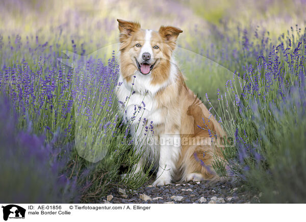 Border Collie Rde / male Border Collie / AE-01856