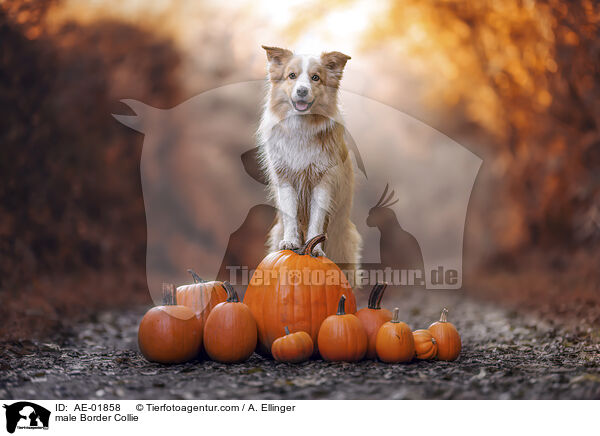 Border Collie Rde / male Border Collie / AE-01858