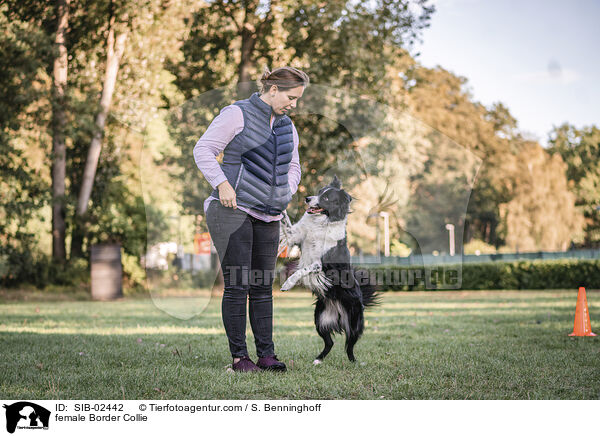 Border Collie Hndin / female Border Collie / SIB-02442