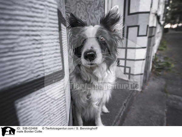Border Collie Rde / male Border Collie / SIB-02468