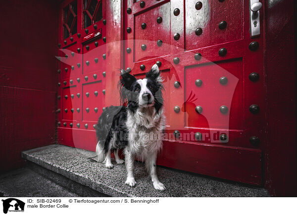 Border Collie Rde / male Border Collie / SIB-02469