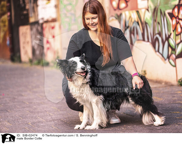 Border Collie Rde / male Border Collie / SIB-02474