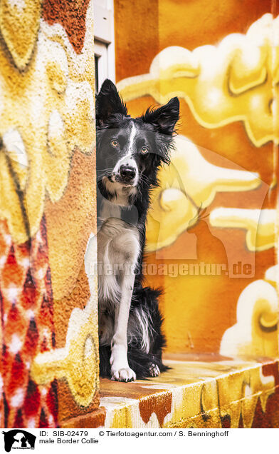 male Border Collie / SIB-02479