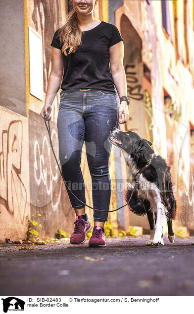 male Border Collie / SIB-02483