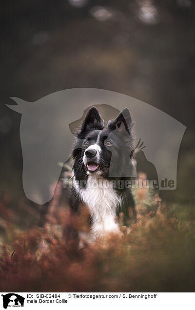 male Border Collie / SIB-02484