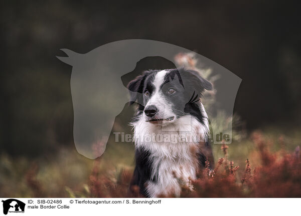Border Collie Rde / male Border Collie / SIB-02486