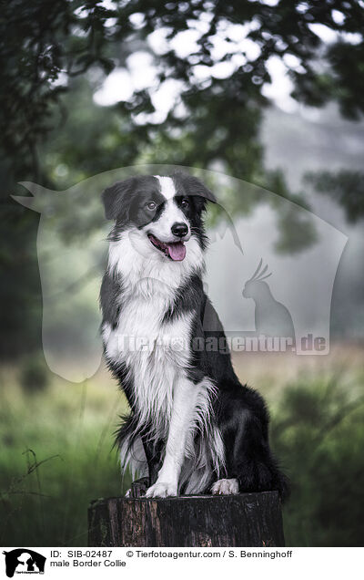 male Border Collie / SIB-02487
