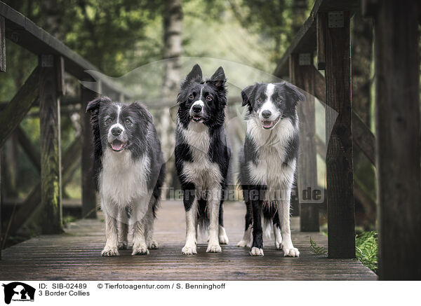 3 Border Collies / SIB-02489