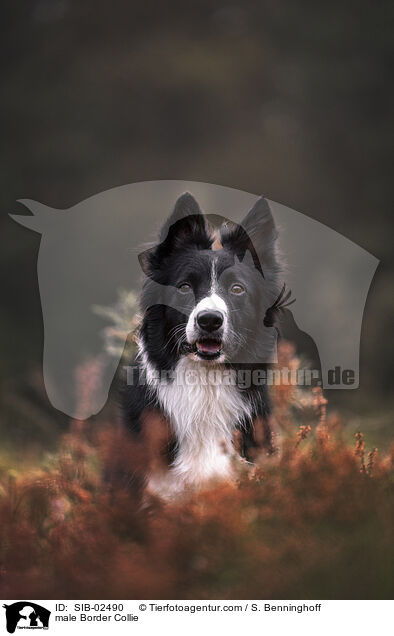 Border Collie Rde / male Border Collie / SIB-02490