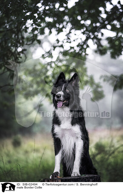 male Border Collie / SIB-02494