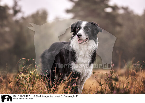 male Border Collie / SIB-02497