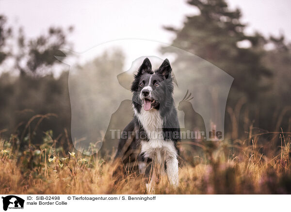 Border Collie Rde / male Border Collie / SIB-02498